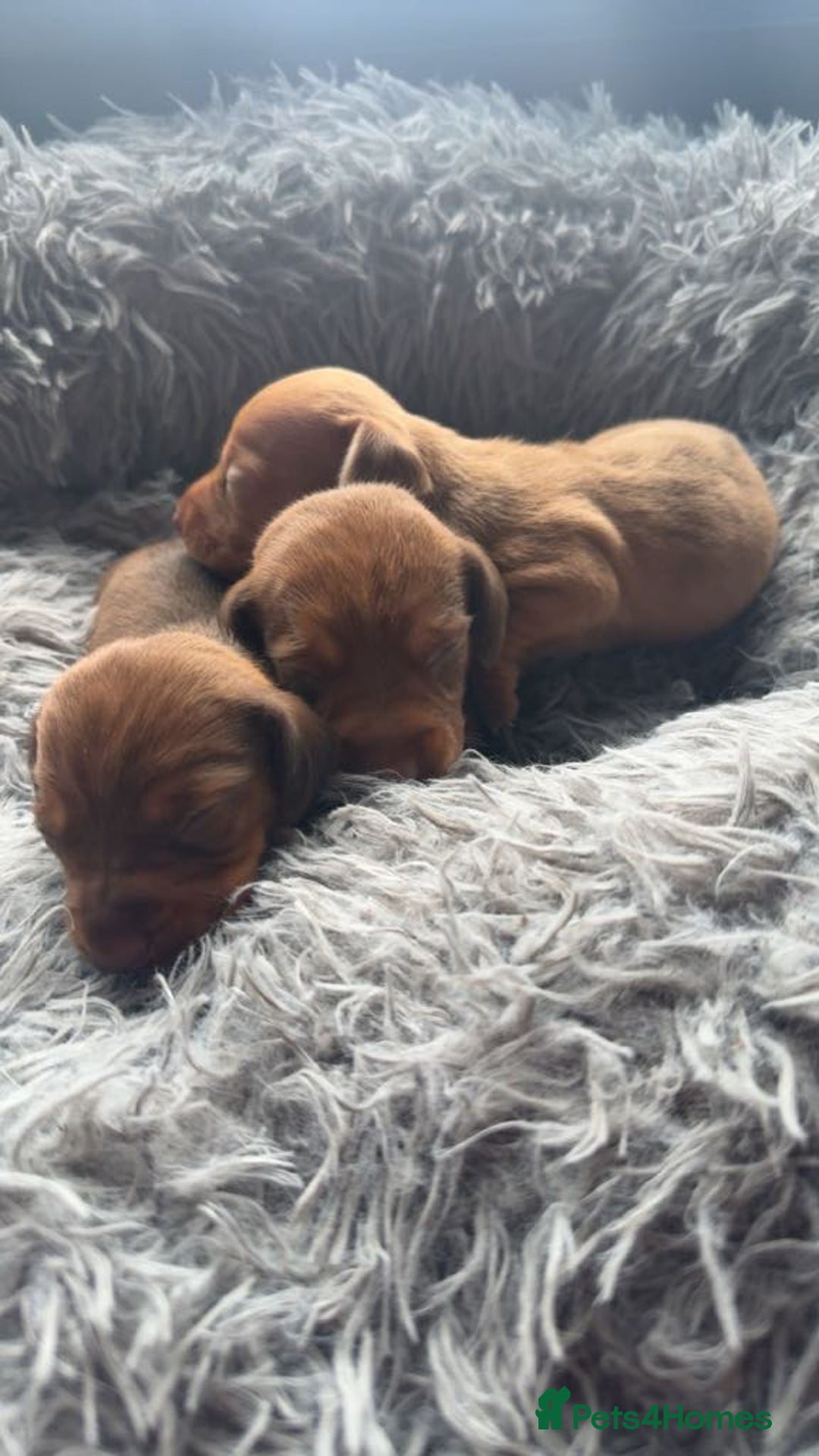 Miniature Dachshund dogs for sale: 3 gorgeous miniature daschunds - Image 2