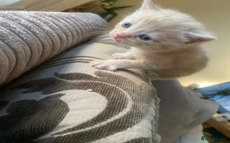Domestic Shorthair cats for sale: Cream kittens  - Image 6
