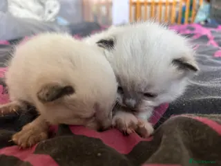 Mixed Breed cats Siamese x Maine coon kittens available - Advert 10