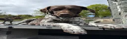 German Shorthaired Pointer dogs for sale: Stunning German Shorthaired Pointer Pups KC Reg'd - Advert 22