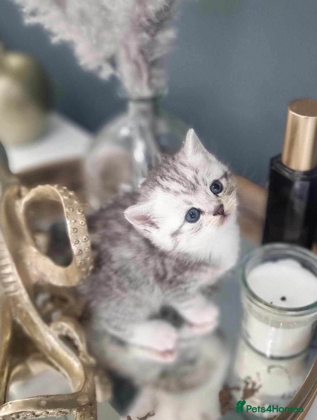 British Shorthair cats for sale: Blue eyed Silver tabby shaded BSH x Russian blue  - Image 19