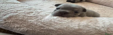 French Bulldog 5