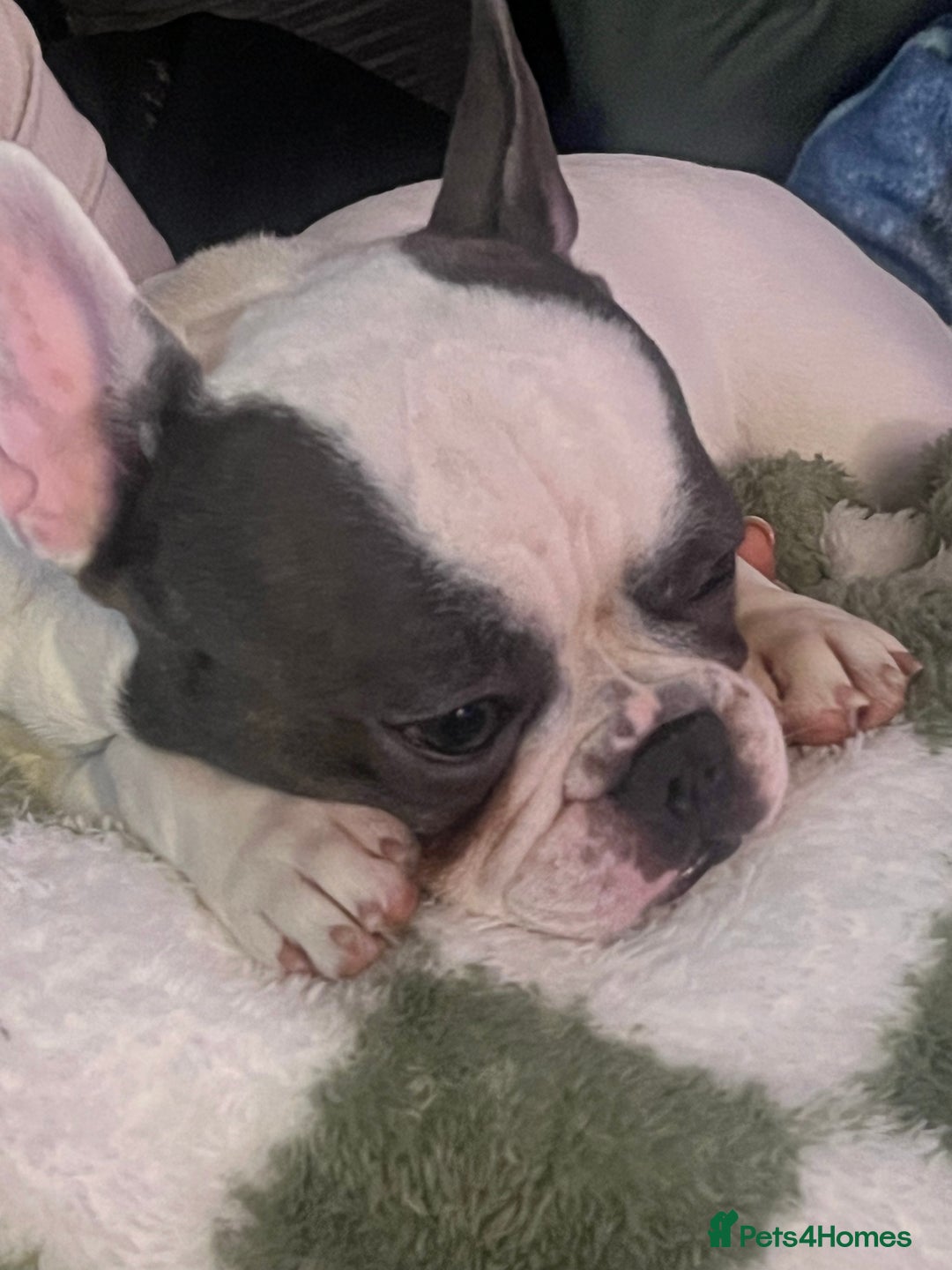 French Bulldog dogs for sale: Looking to rehome my beautiful reggie - Advert 3
