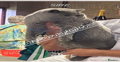 British Shorthair cats - Advert 10