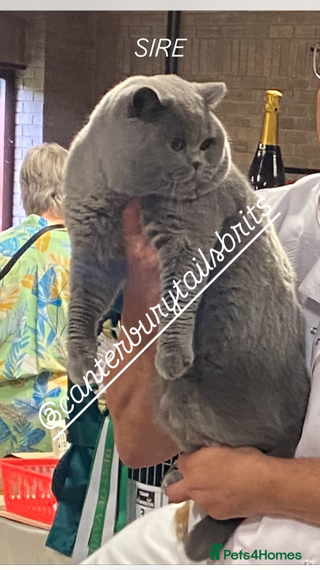 British Shorthair cats for sale: 1 Remaining Superior BSH Kittens GCCF Reg  - Advert 4