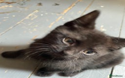 Mixed Breed cats for sale: 5 playful kittens looking for their forever homes  - Image 3