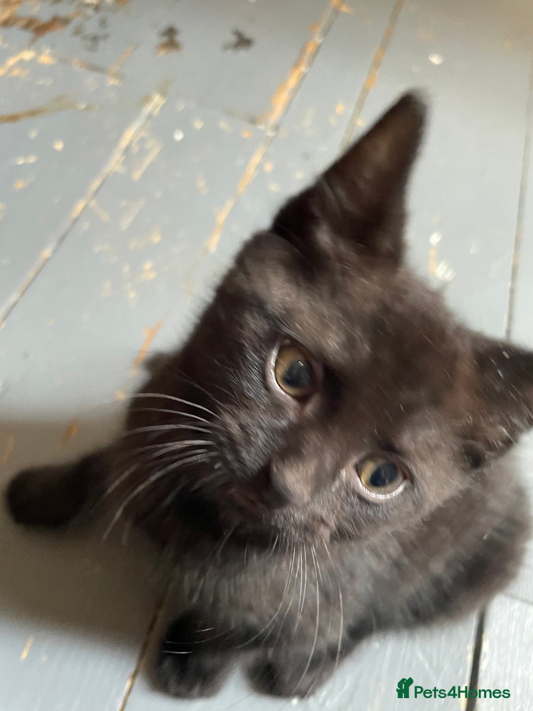 Mixed Breed cats for sale: 5 playful kittens looking for their forever homes  - Image 3