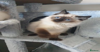 Ragdoll cats Beautiful GCCF Registered Ragdoll Kittens. - Advert 8