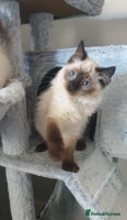 Ragdoll cats Beautiful GCCF Registered Ragdoll Kittens. - Advert 8