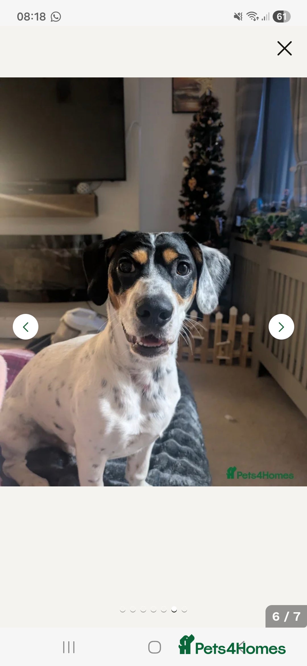 Mixed Breed dogs for sale: Max, 10 months old Jack Russel cross  - Advert 5