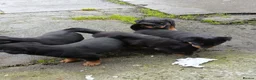 Rottweiler dogs for sale: 5 Purebred Rottweiler Puppies for Sale - Advert 2