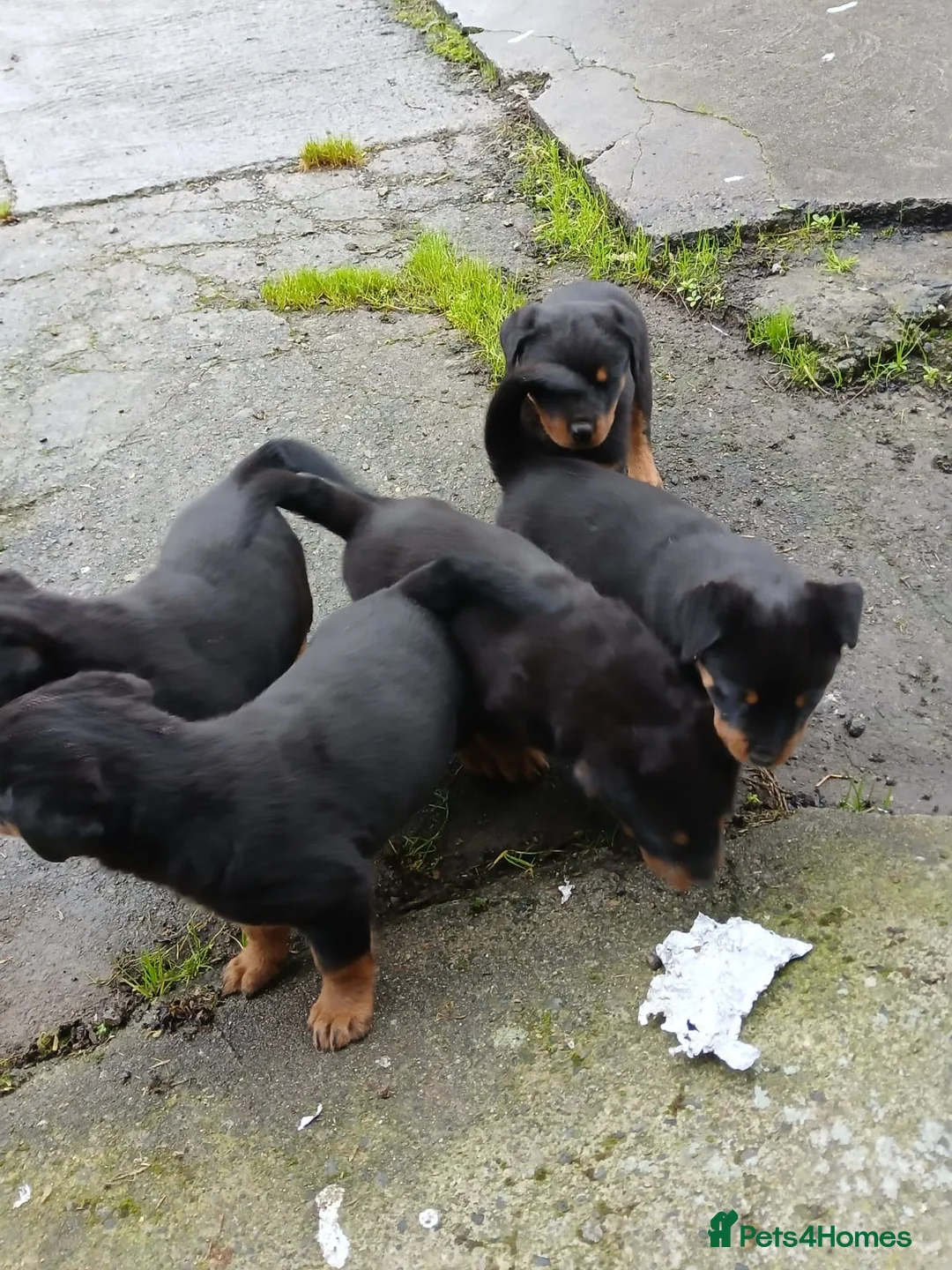 Rottweiler dogs for sale: 5 Purebred Rottweiler Puppies for Sale - Advert 2