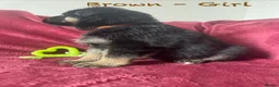German Shepherd dogs for sale: Stunning Family Raised German Shepherd Puppies - Advert 17