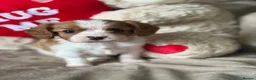 Cavalier King Charles Spaniel dogs for sale: Beautiful KC Registered Cavalier King Charles Pups - Advert 7