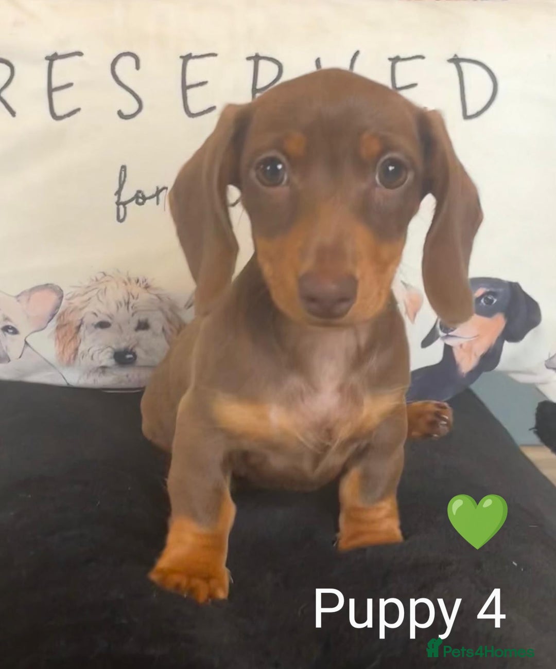 Miniature Dachshund dogs for sale: Ethically Bred Superior Health Tested Miniatures - Image 29