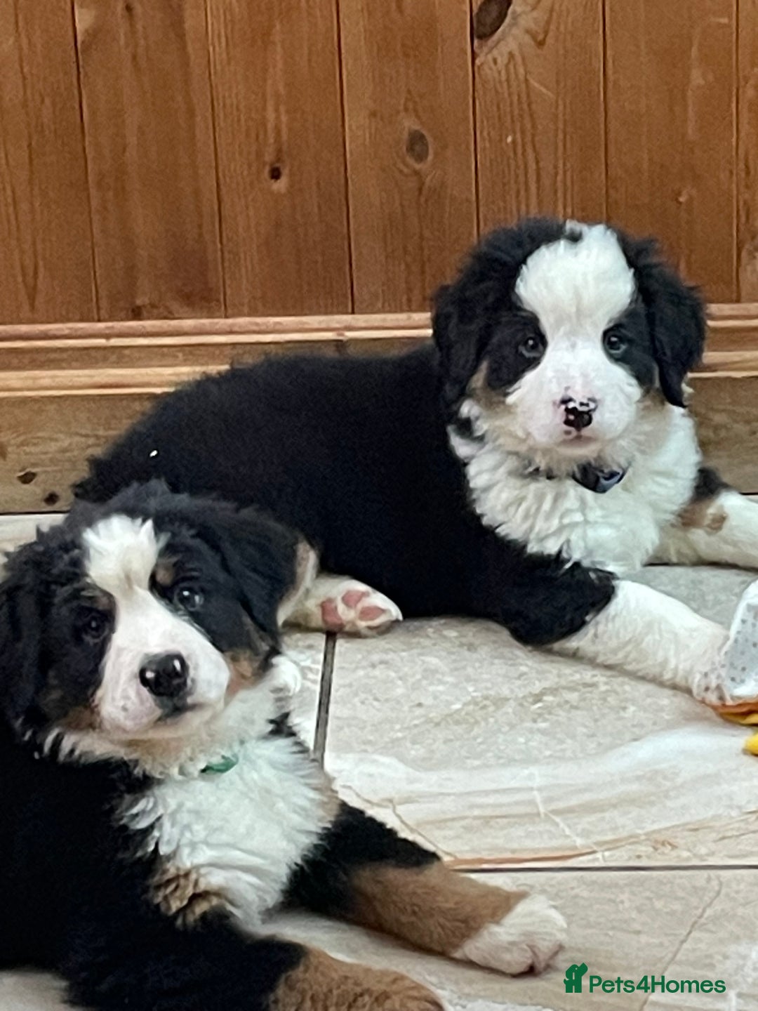Bernese Mountain Dog dogs for sale: Boys and girls  - Advert 6