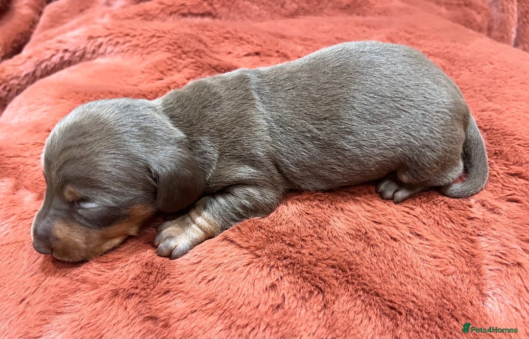 Miniature Dachshund dogs for sale: Miniature Dachshund puppies for sale - Advert 9