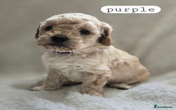 Toy Poodle dogs for sale: BEAUTIFUL TOY POODLES - Image 10