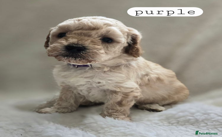 Toy Poodle dogs - Advert 9