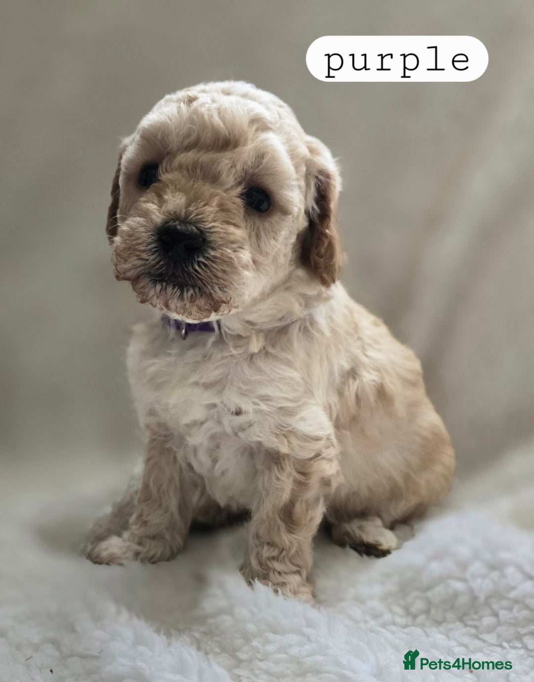 Toy Poodle dogs for sale: BEAUTIFUL TOY POODLES - Image 10