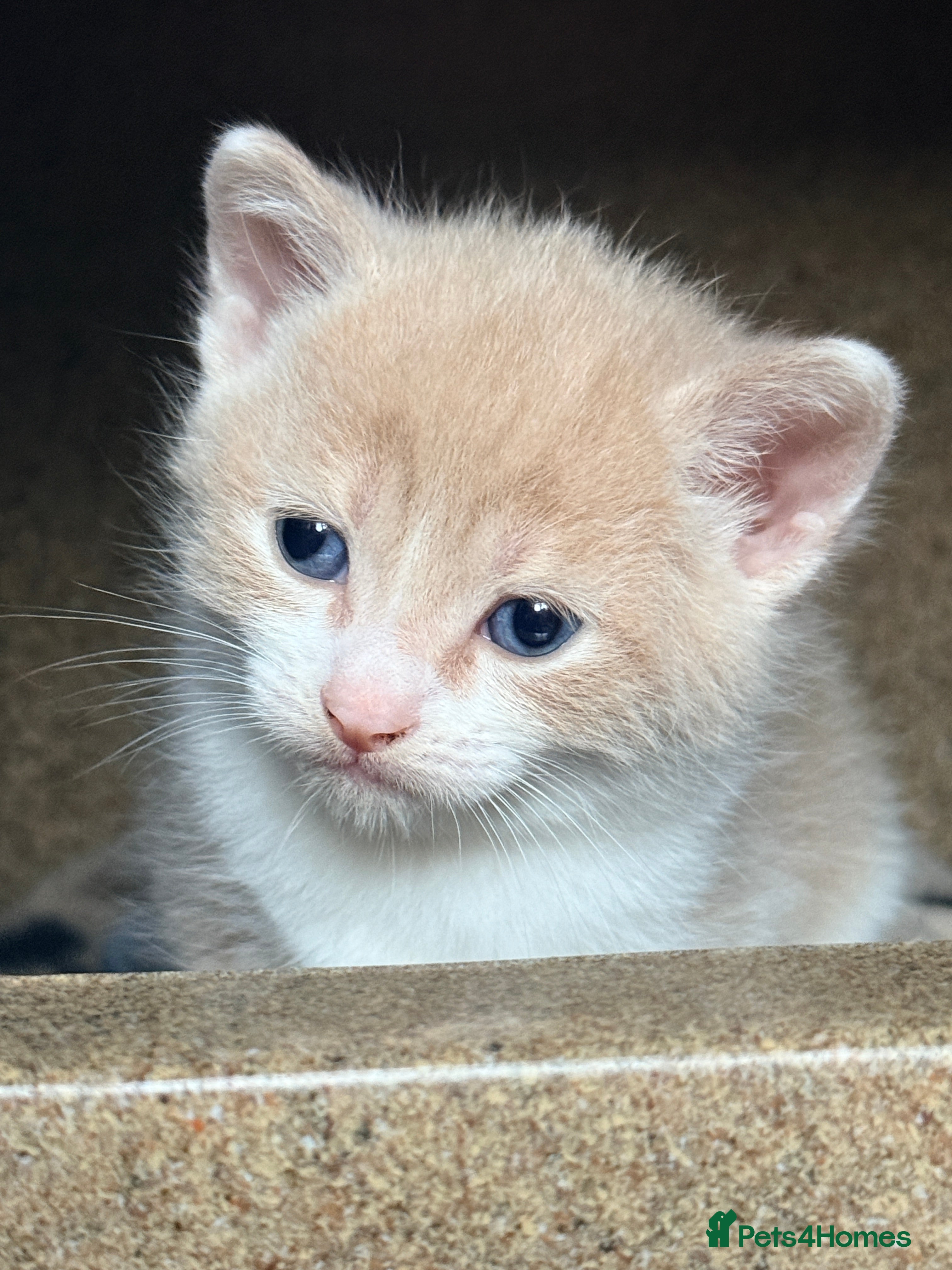 British Shorthair cats British Blue x Turkish Angora Stunning Kittens! - Advert 18