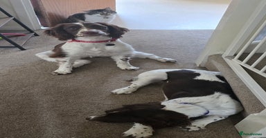 English Springer Spaniel dogs - Advert 5
