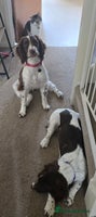 English Springer Spaniel dogs - Advert 7