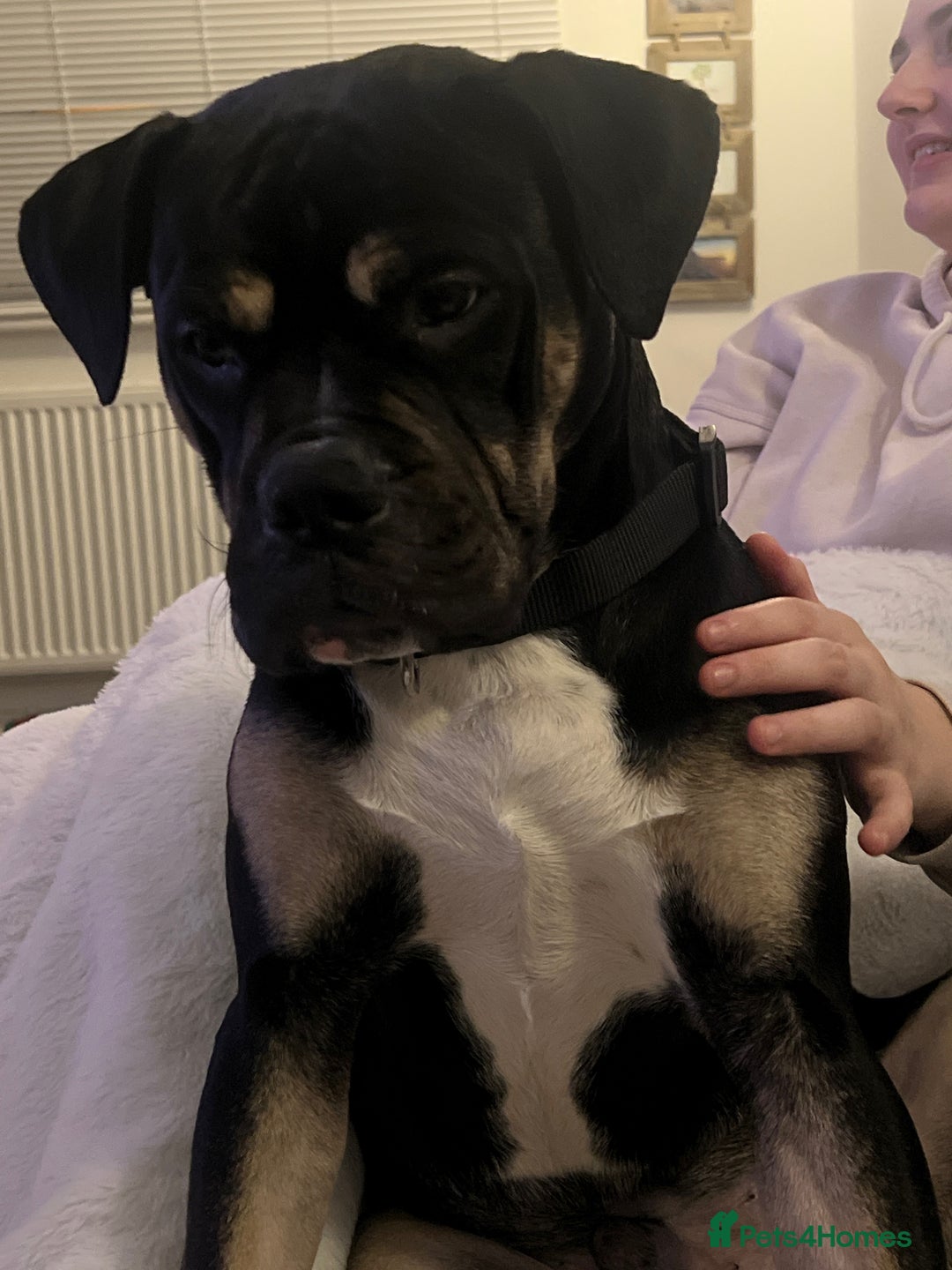 Mixed Breed dogs for sale: Bronson /olde Tyme bulldog/ staffy  - Advert 4