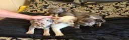 French Bulldog dogs for sale: French Bulldogs - Advert 19