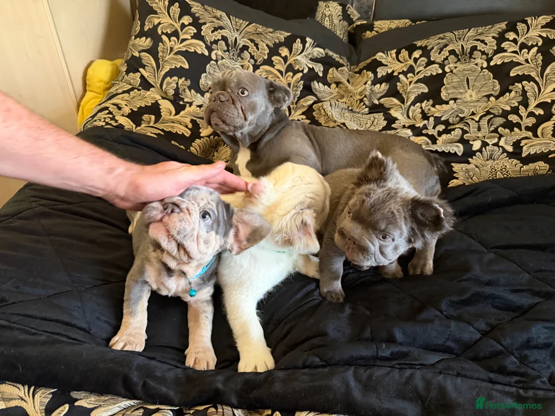 French Bulldog dogs for sale: French Bulldogs - Advert 19