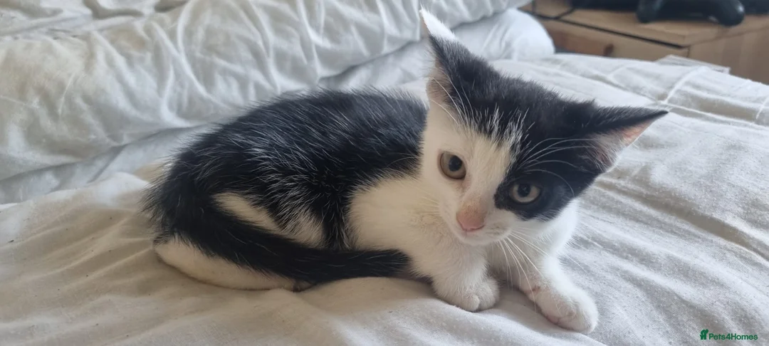 Mixed Breed cats for sale: Cute kittens  in Leicester - Advert 2