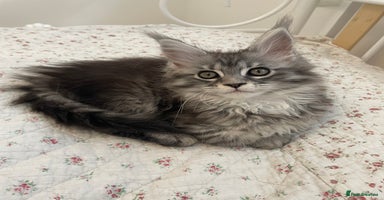 Maine Coon cats - Advert 11