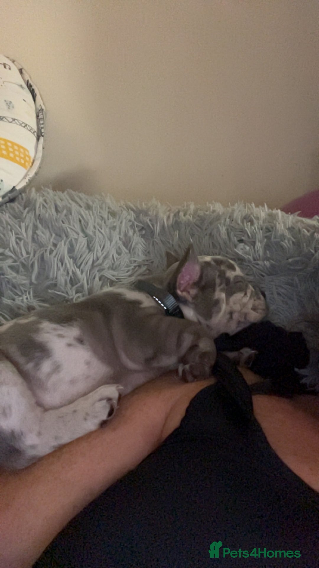 French Bulldog dogs for sale: Tri-colour Blue Merle Frenchie pups - Image 2