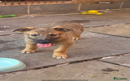 Lurcher dogs for sale: Norfolk tumbler lurcher - Image 2