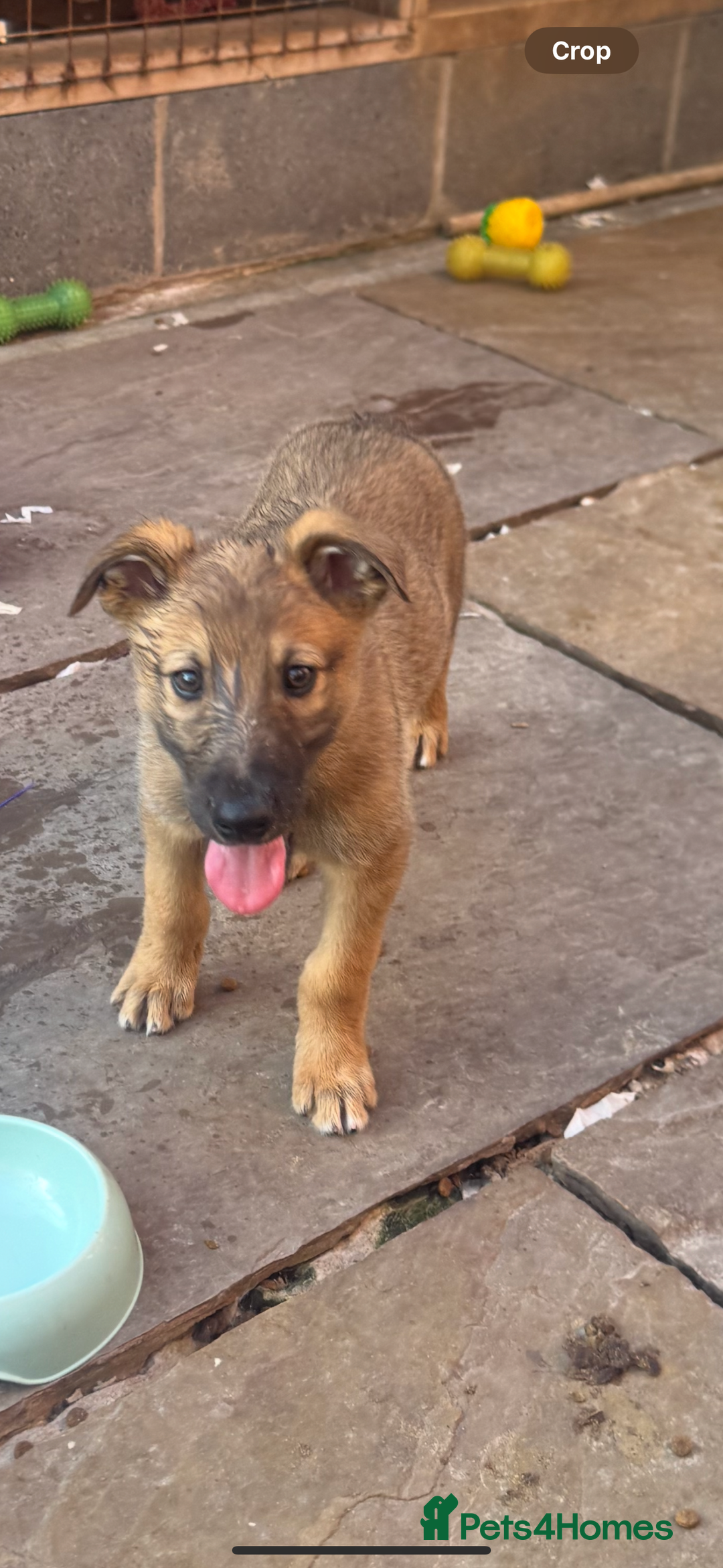 Lurcher dogs for sale: Norfolk tumbler lurcher - Image 2
