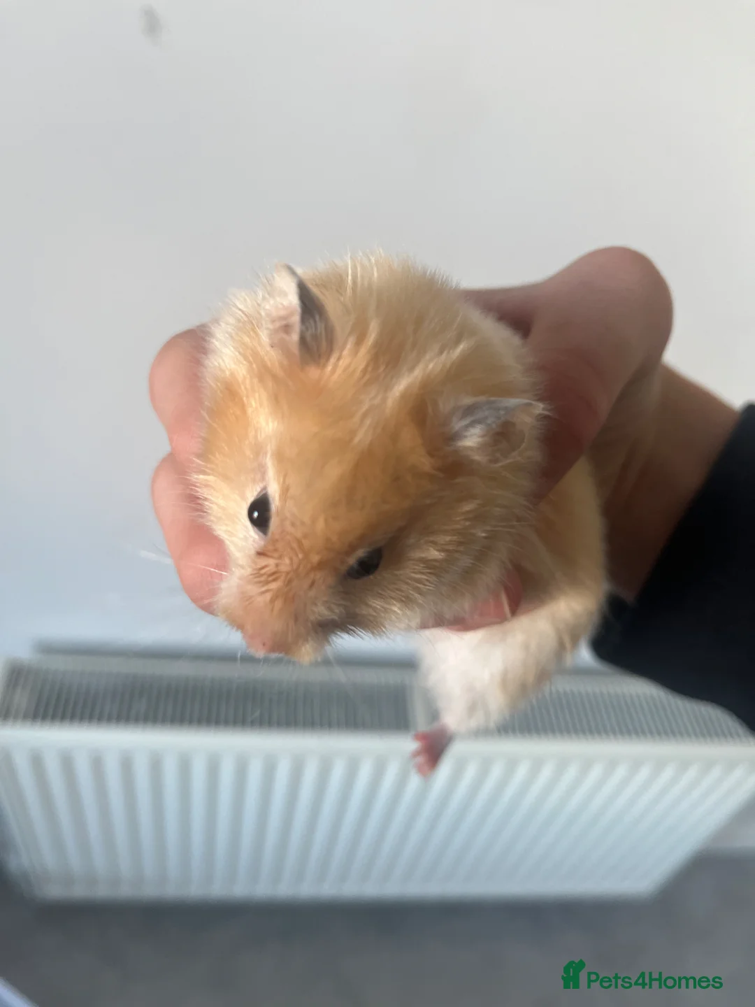 Hamster rodents for sale: Ginger White Grey Hamster  in London - Advert 3