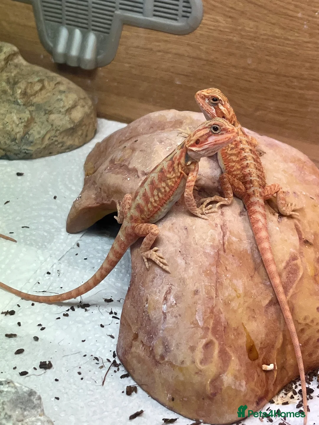 Bearded Dragon reptiles for sale: Red Monster Translucent Bearded Dragons  in Colchester - Advert 2
