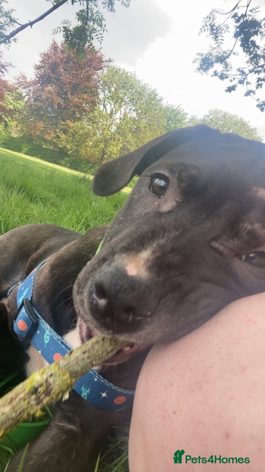 Mixed Breed dogs for sale: Randy  - Image 10