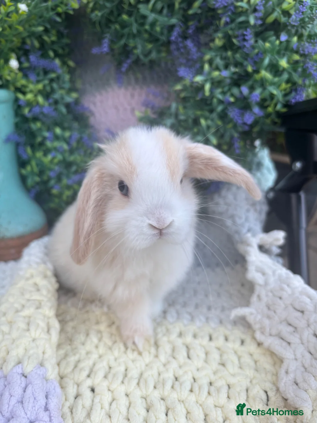 Mini Lop rabbits for sale: 2 lovely girls looking for 5⭐️ homes - Advert 2