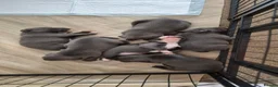 Staffordshire Bull Terrier dogs for sale: KC Registered Staffordshire Bull Terrier Puppies - Advert 7