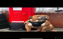 Mixed Breed dogs for sale: Dogue De Bordeaux  - Image 1