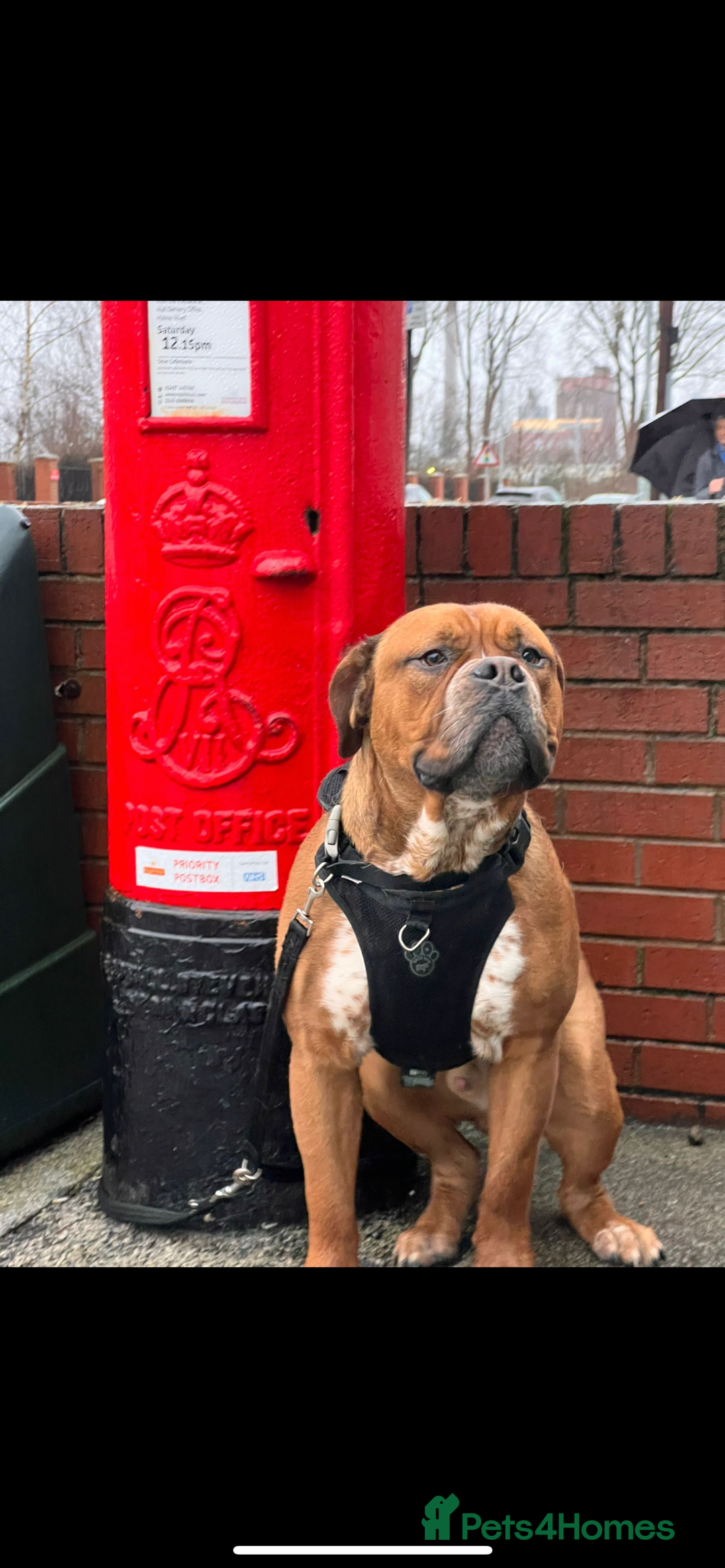 Mixed Breed dogs for sale: Dogue De Bordeaux  - Image 1
