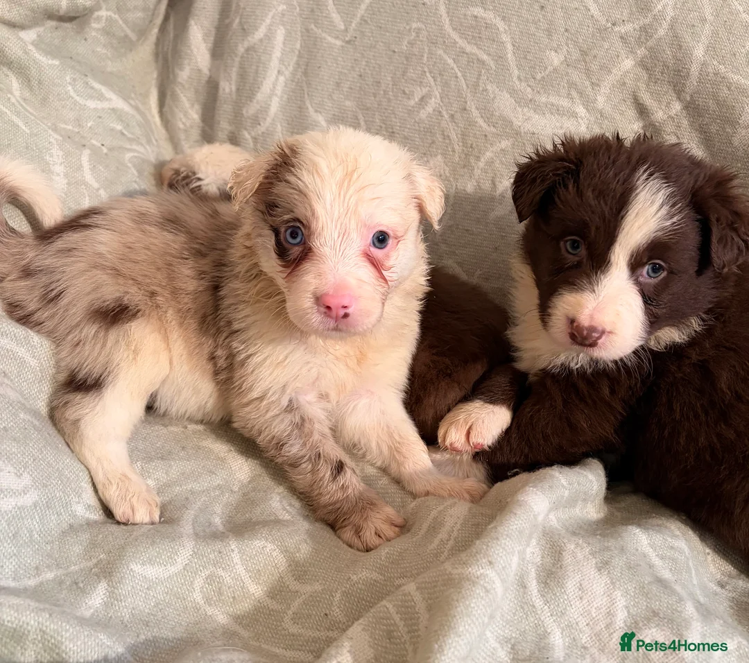 Border Collie dogs for sale: HEALTH TESTED CLEAR PARENTS BORDER COLLIE PUPS - Advert 30