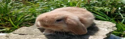 Mini Lop rabbits for sale: Stunning pure bred mini lops - Advert 6
