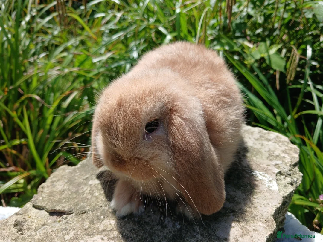 Mini Lop rabbits for sale: Stunning pure bred mini lops - Advert 6