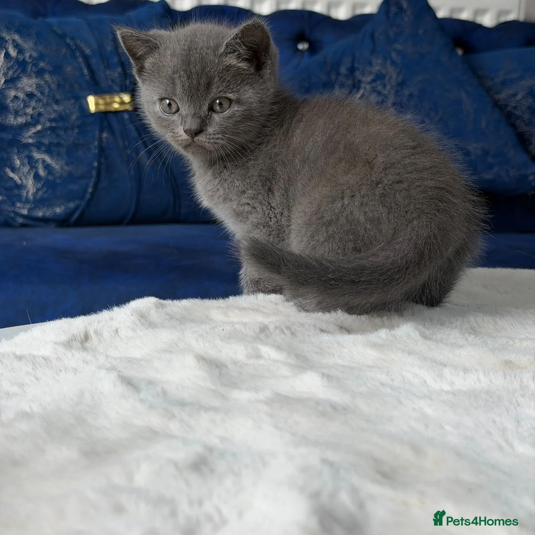 British Shorthair cats for sale: British shorthair kitten - Advert 9