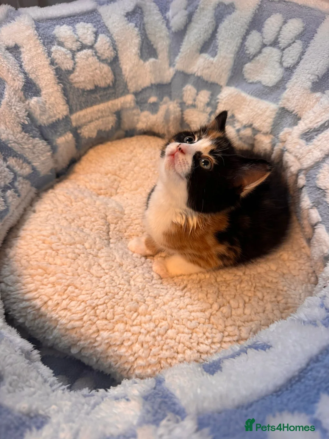 Mixed Breed cats for sale: Stunning Kittens – 9 Weeks – Ready Now - Advert 4
