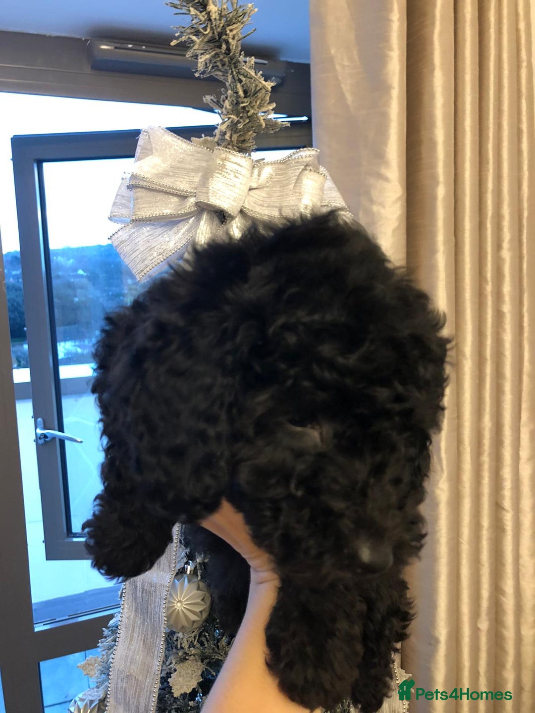 Toy Poodle dogs for sale: 5 toy poodles unique markings  - Advert 21