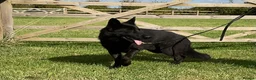 German Shepherd dogs for sale: Retiring 3 bitches & 1 male - Advert 5