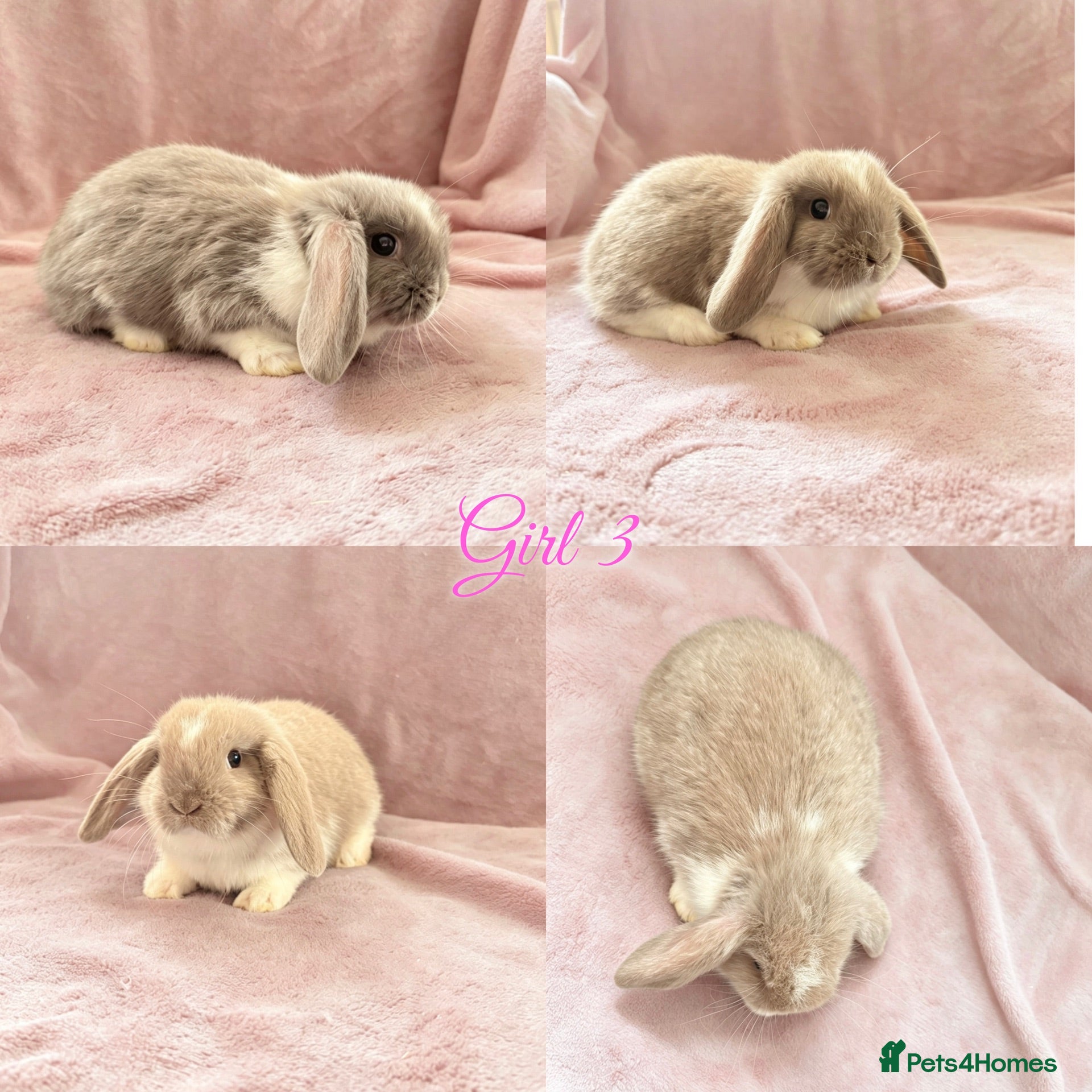 Mini Lop rabbits Baby Mini Lops Ready 01/07 - Advert 2